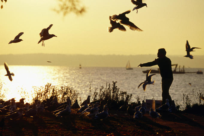 Man feeding gulls, Golden Gardens Park.