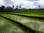Tetebatu, Lombok