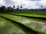 Young rice fields - Tetebatu, Lombok