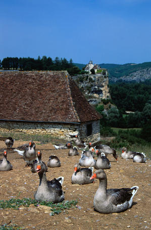 Geese for the Dordogne's most famous culinary product, foe gras, is made with fattened goose liver - Rocamadour, Quercy Region