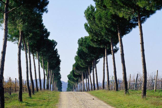 Tree-lined entrance to vineyard, Torgiano.