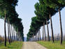 Tree-lined entrance to vineyard, Torgiano.
