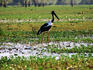 Jabiru at yellow water.