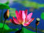 Red Lilly billabong, Kakadu National Park