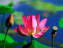 Flower detail at Red Lilly billabong.