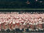 Flamingoes, Lake Nakuru National Park