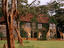 Rothschild's giraffes, Kenya