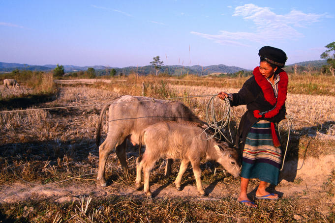 Pom Dom Than Yao village, Yao lady leading cows back from fields.
