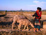 Pom Dom Than Yao village, Yao lady leading cows back from fields.