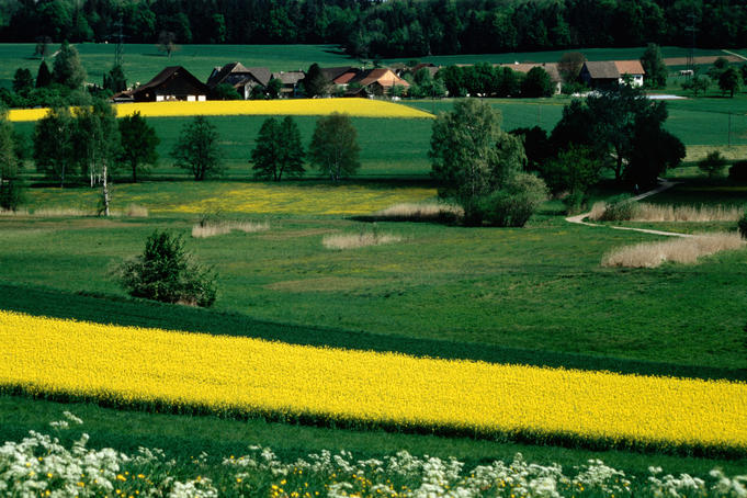 Rape fields and farmhouses in countryside.