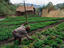 Gardening, Papua New Guinea