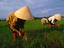 Rice fields, Hanoi