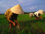 People in conical hats bending over working in rice fields.