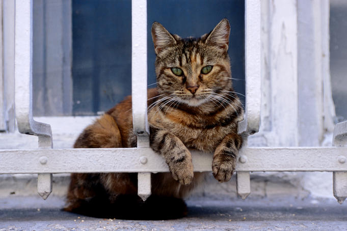Cat in Sultanahmet.