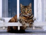 Cat in Sultanahmet.