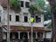 Jungle plants, Paramaribo