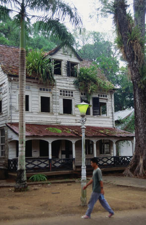 Jungle plants growing on wooden building.