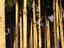 "Royal palms" in Palmentuin park, near Presidential Palace.