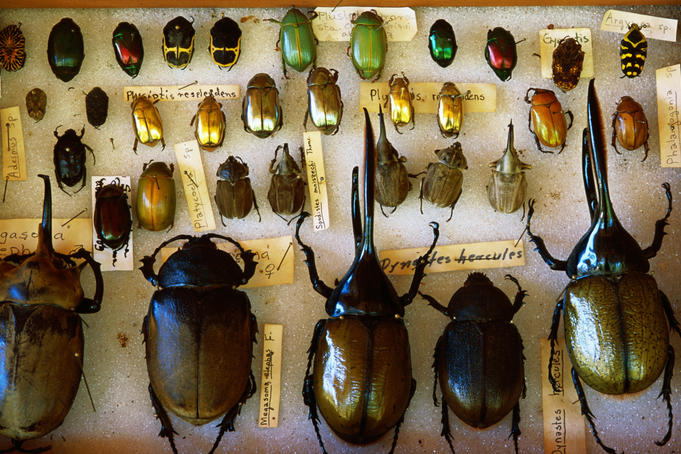 Beetles collected in Chiriqui cloud forest.