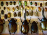 Beetles collected in Chiriqui cloud forest.