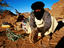Bedouin with bread cooked in sand.