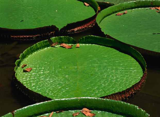 Giant waterlilies (Vitoria regia), Rio de Janeiro