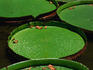Giant waterlilies (Vitoria regia), Rio de Janeiro