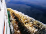 Ferry on Rio Negro with black water in wake.
