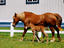 Image_20285-26