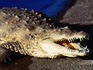American Crocodile (Crocodylus acutus) Endangered.