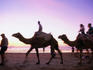 Camel rides on Mindil Beach.