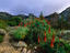 Aloes, Kirstenbosch National Botanical Garden