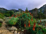 Aloes in Kirstenbosch National Botanical Garden.