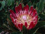 Protea 