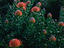Protea, Kirstenbosch National Botanical Garden