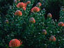 Protea in Kirstenbosch National Botanical Garden.