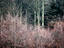 Forest in winter.