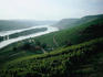 Rheingau vineyards on a hillside, overlooking the Rhine, reflecting the sunlight