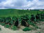 Grapevines, Rhine Valley