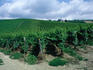 Rows of grapevines on a hill in the Rhine Valley