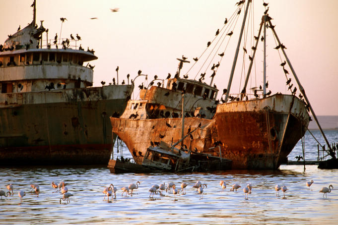Flamingos in Kuwait Bay where ships destroyed in 1990-91 Gulf War lie rusting.