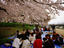 Hanami, Kamogawa River, Kyoto