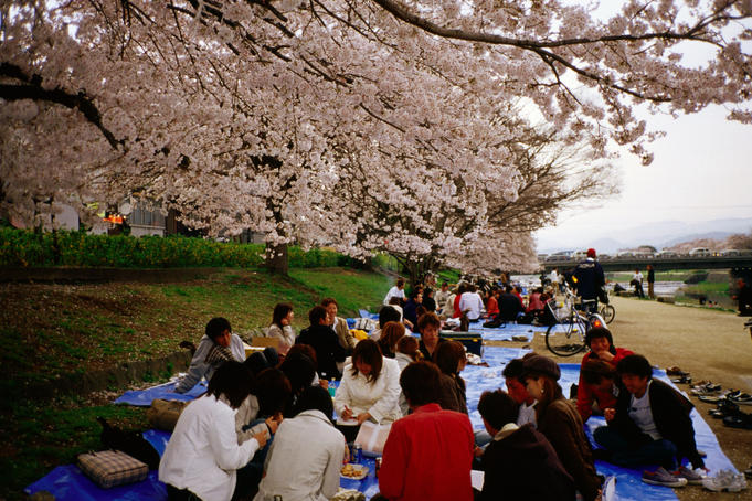 People having 'Hanami' cherry blossom party near Kamogawa River.