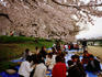 People having 'Hanami' cherry blossom party near Kamogawa River.