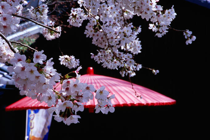 Cherry blossom season