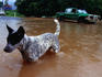 Local dog playing in flood waters during wet season rain storm.