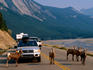 Small herd of stone sheep causing a traffic jam.