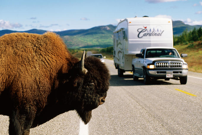 Bison beside the Alaska Highway with oncoming traffic.