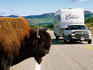 Bison beside the Alaska Highway with oncoming traffic.