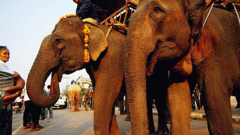 Sacred white elephants, Vientiane
